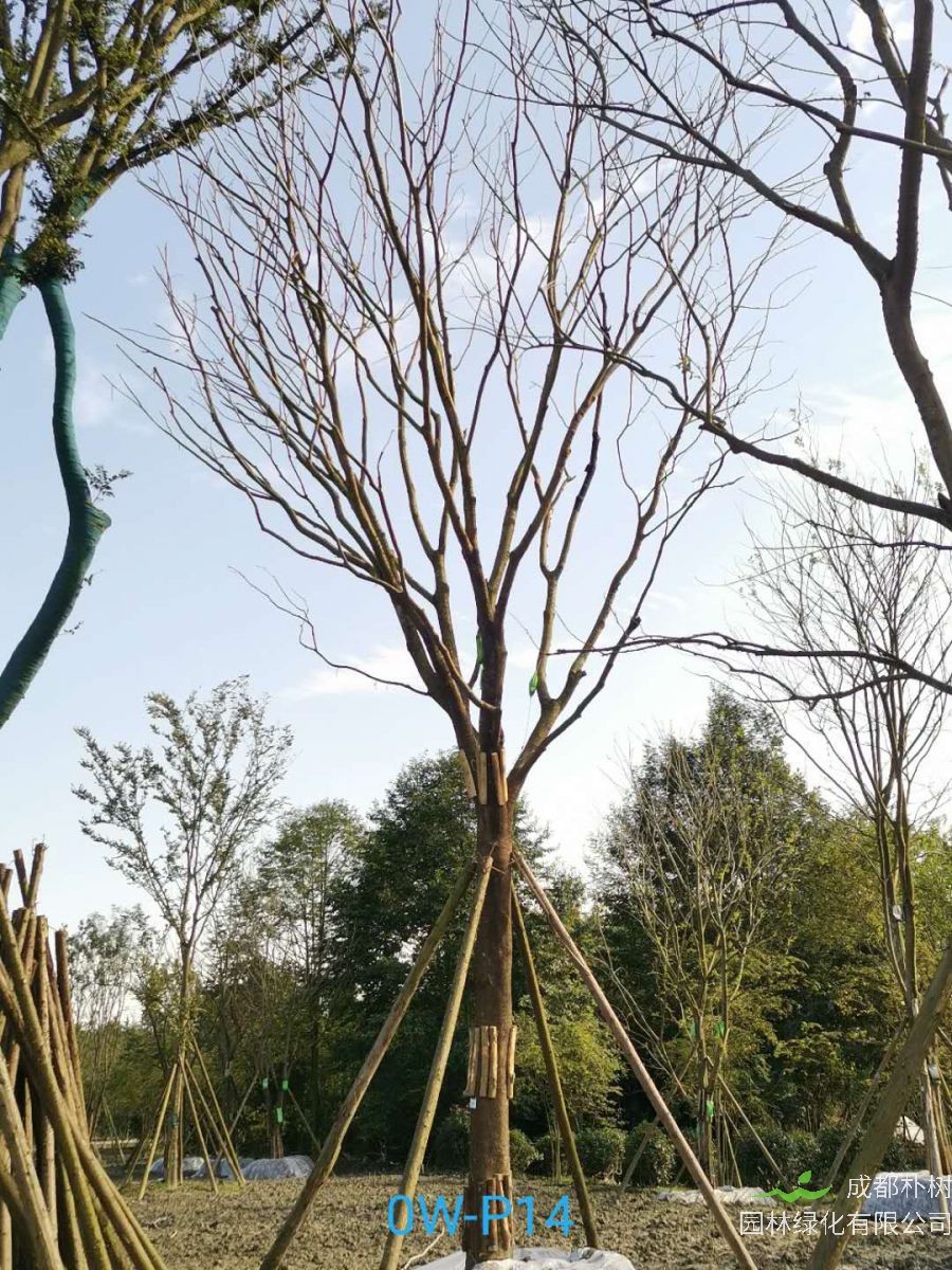 31-40公分朴树价格趋势-价格详情