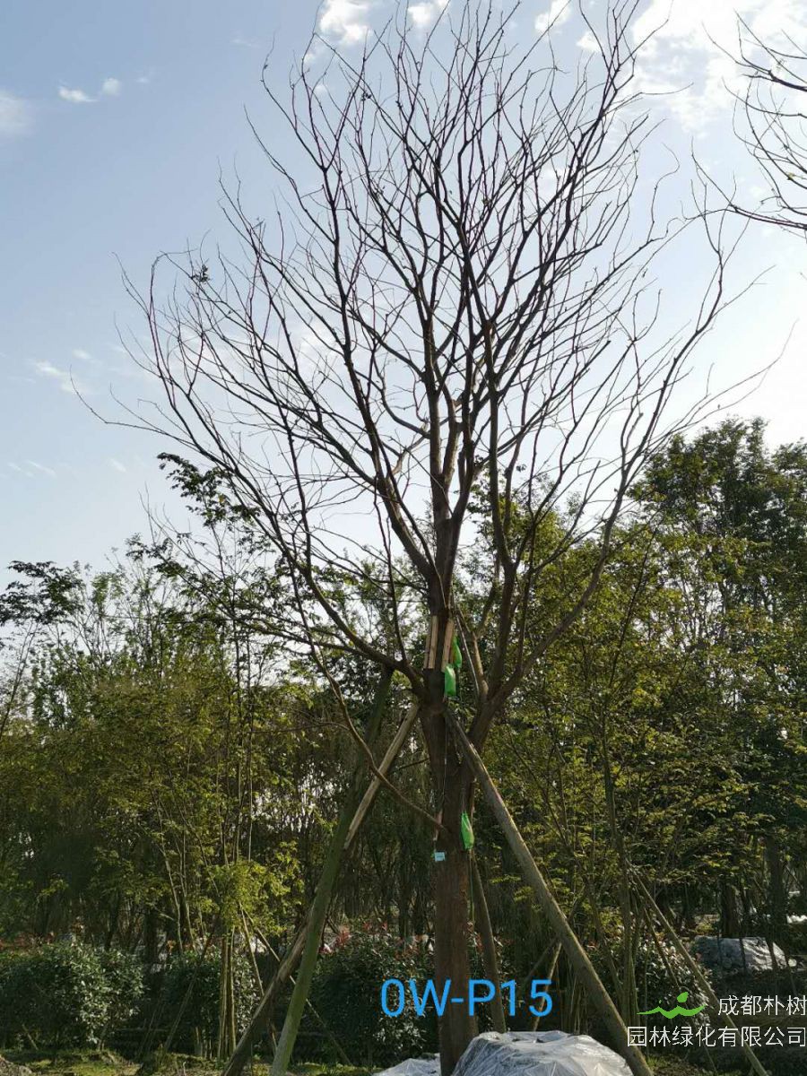 成都市-郫都区20-30公分朴树价格详情-价格趋势