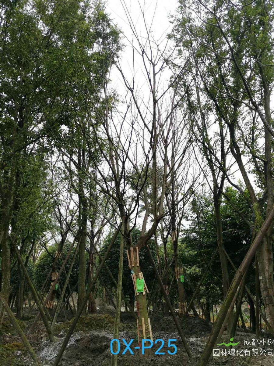 成都市-郫都区20-30公分朴树价格详情-价格趋势