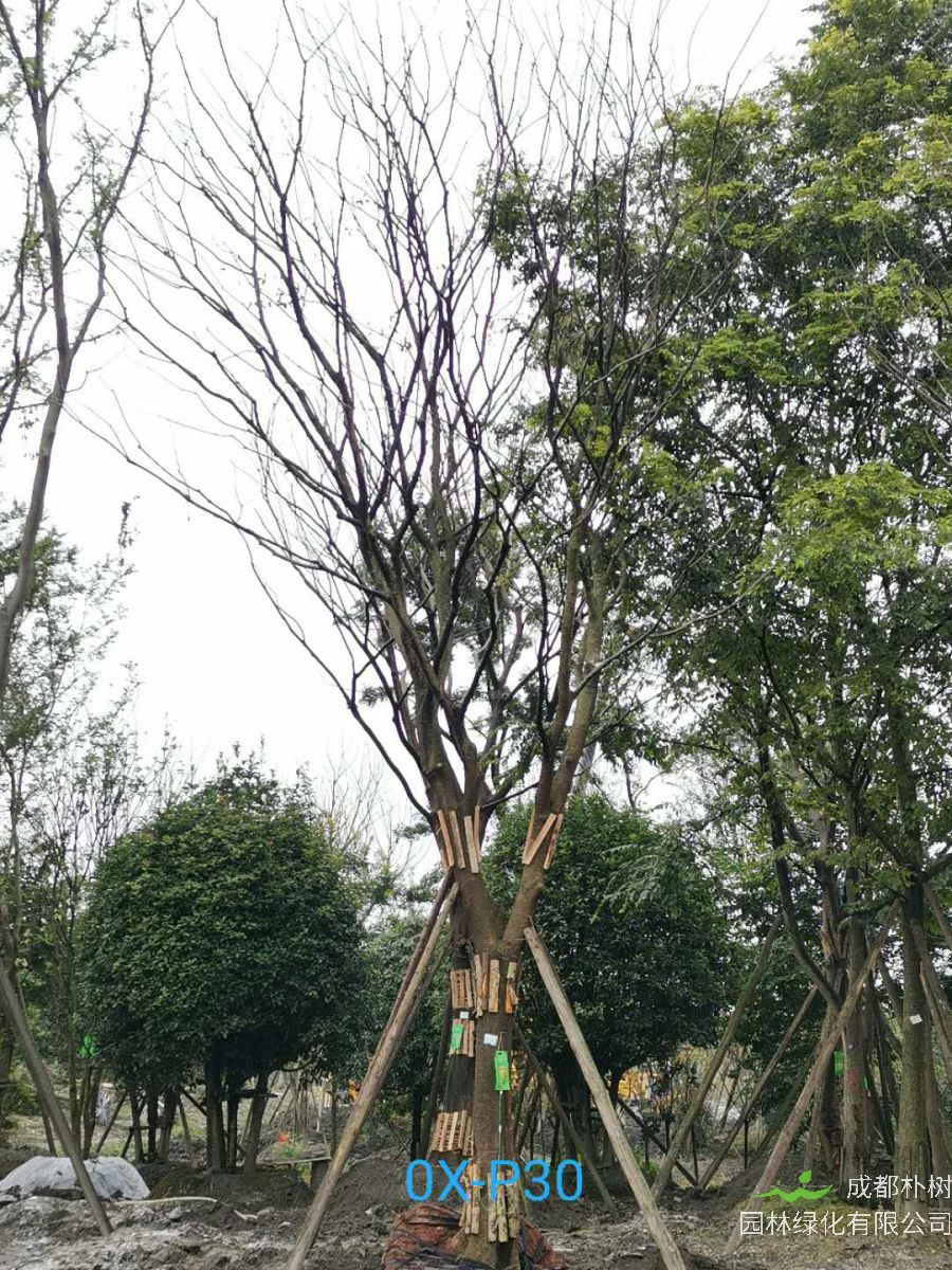 31-40公分朴树价格趋势-价格详情