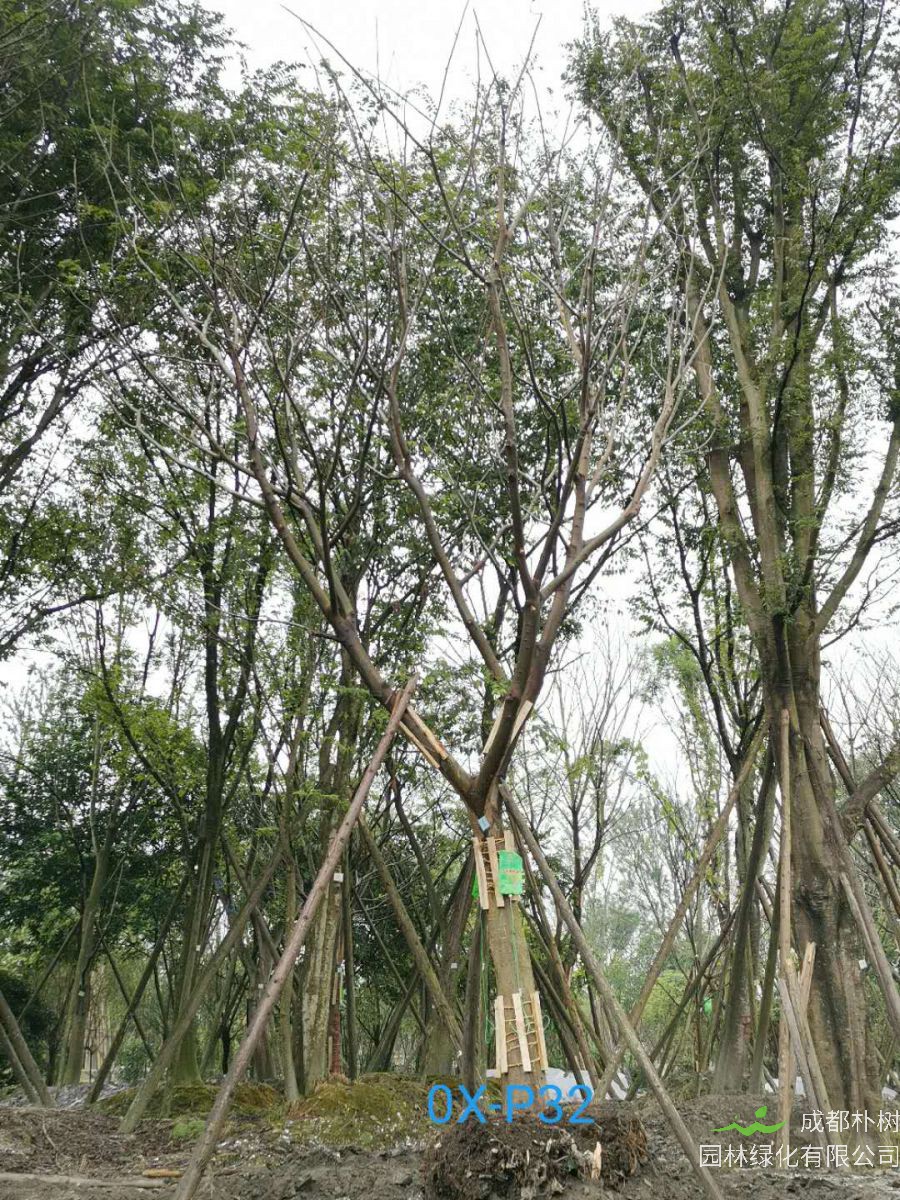成都市-郫都区20-30公分朴树价格详情-价格趋势