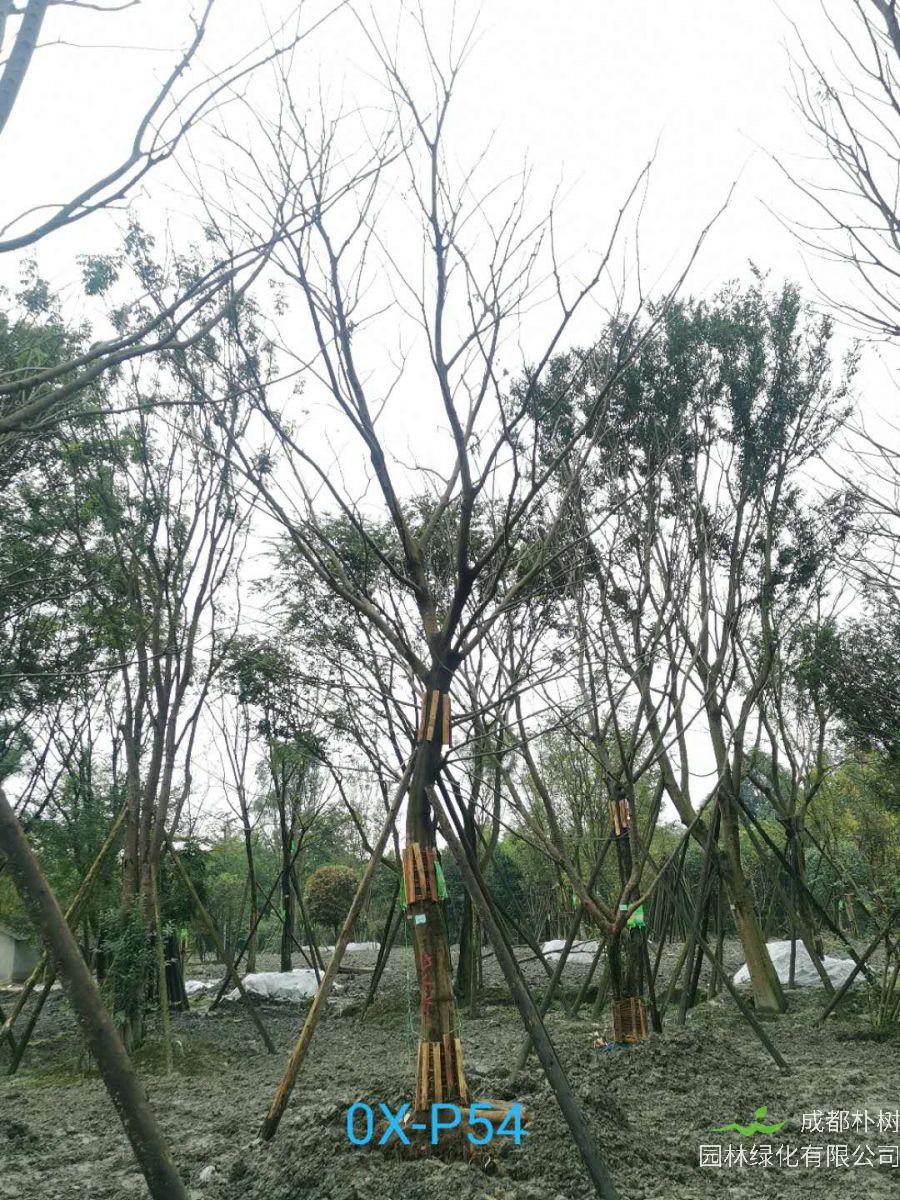 成都市-郫都区20-30公分朴树价格详情-价格趋势