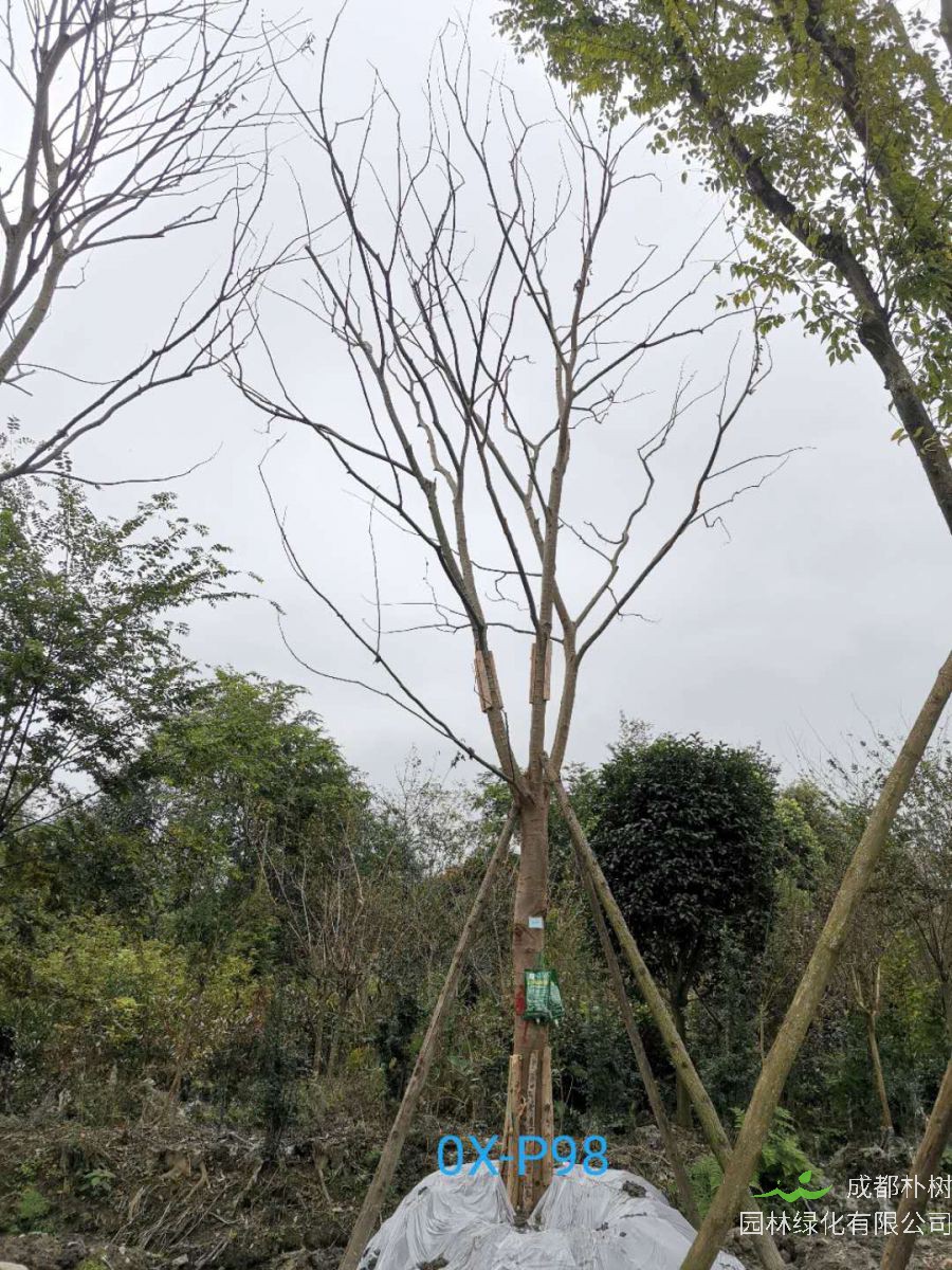 成都市-郫都区20-30公分朴树价格详情-价格趋势