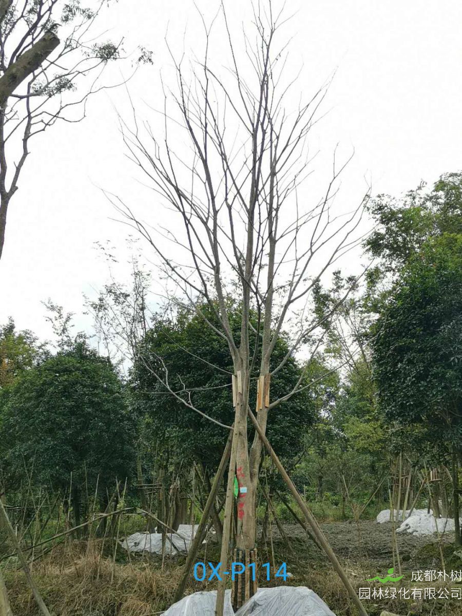 成都市-郫都区20-30公分朴树价格详情-价格趋势