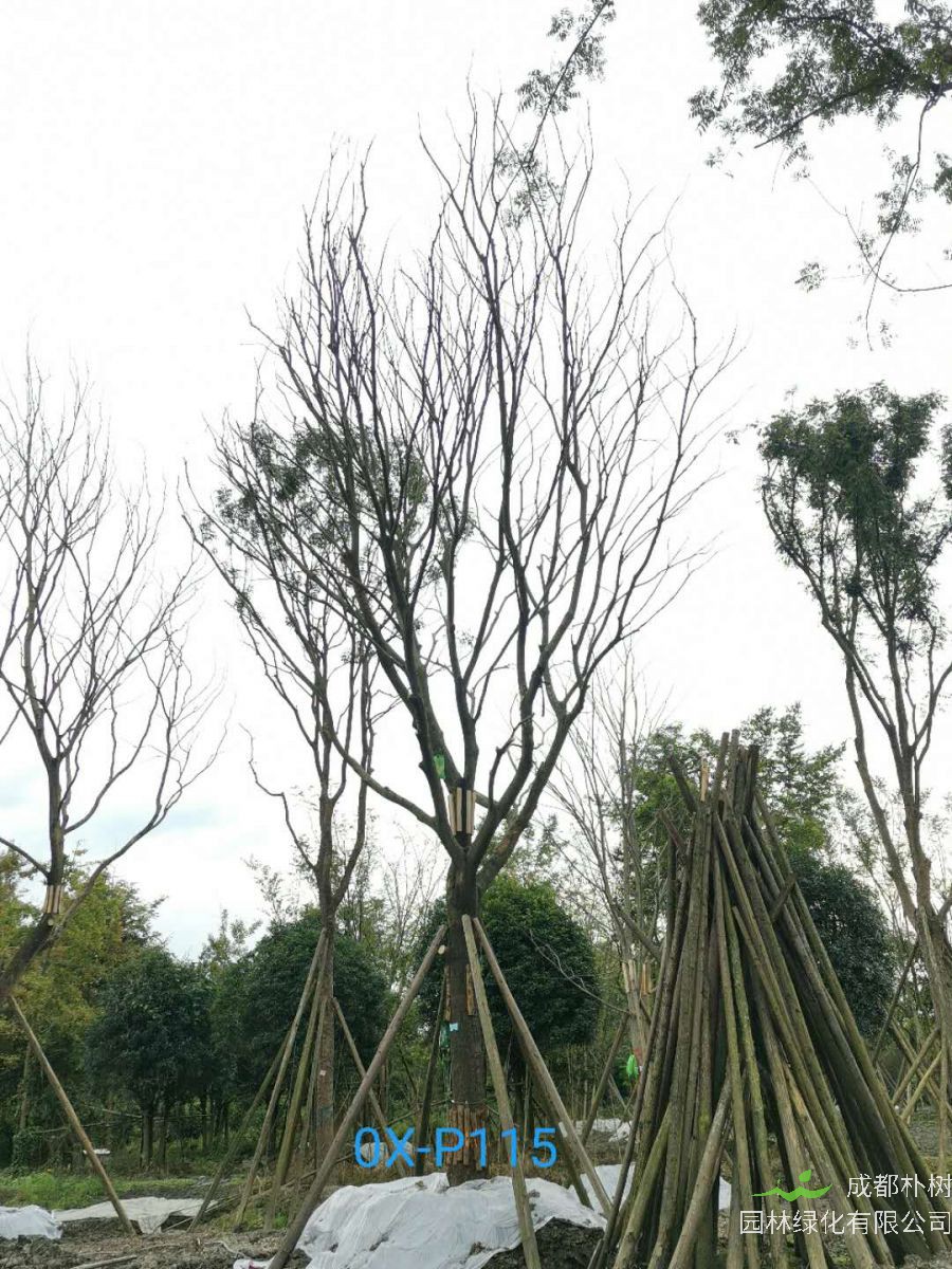 31-40公分朴树价格趋势-价格详情