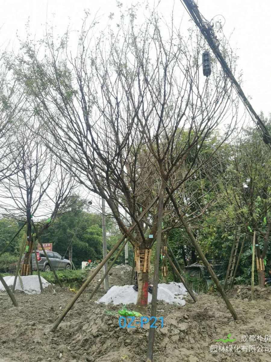 四川省-成都市-21公分-38公分皂角树价格如何？