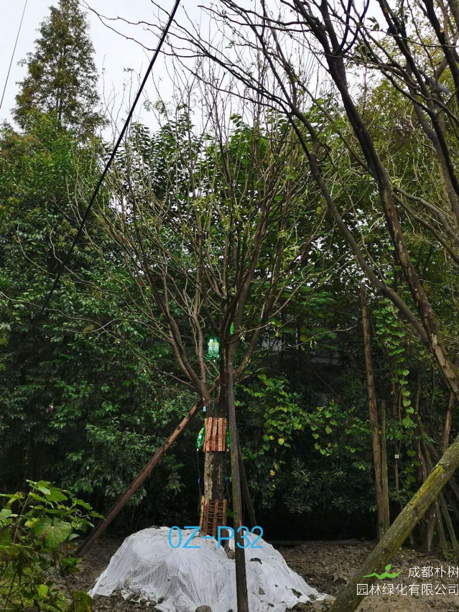 四川省-成都市-21公分-38公分皂角树价格如何？