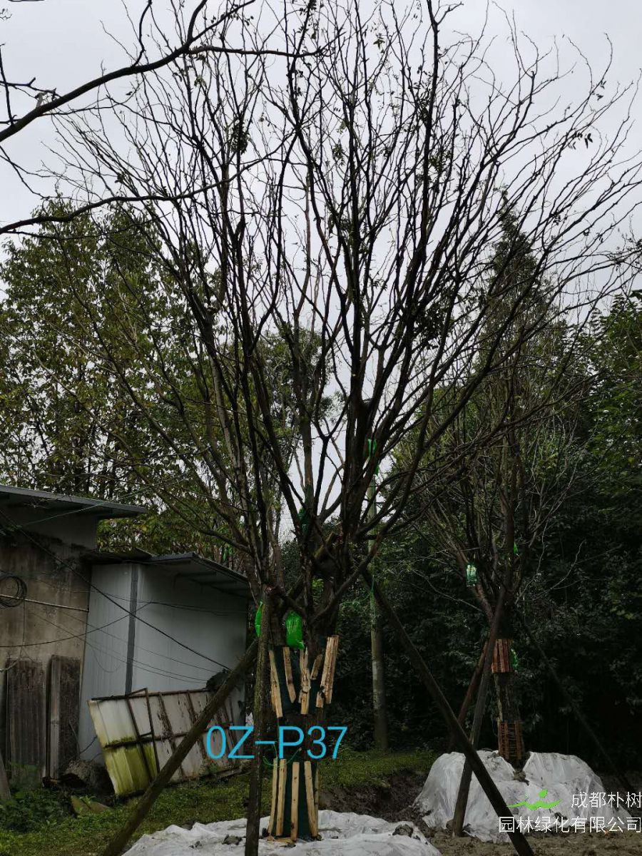 四川省-成都市-21公分-38公分皂角树价格如何？