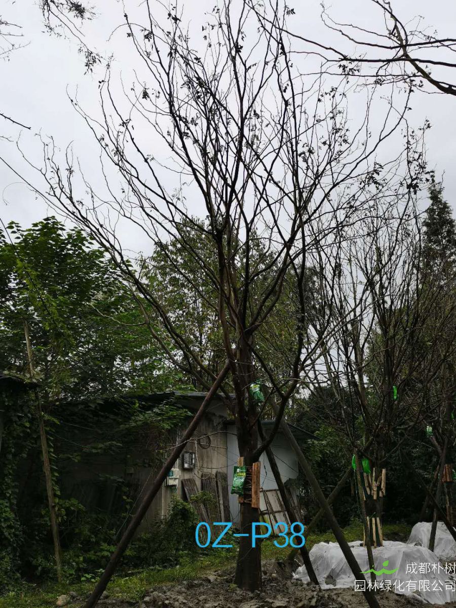 四川省-成都市-21公分-38公分皂角树价格如何？