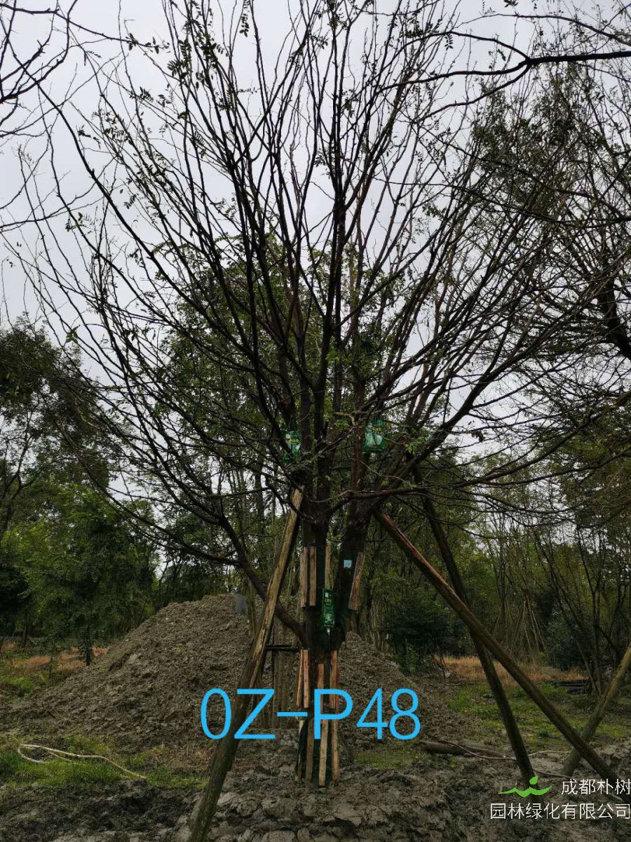 四川省-成都市-21公分-38公分皂角树价格如何？