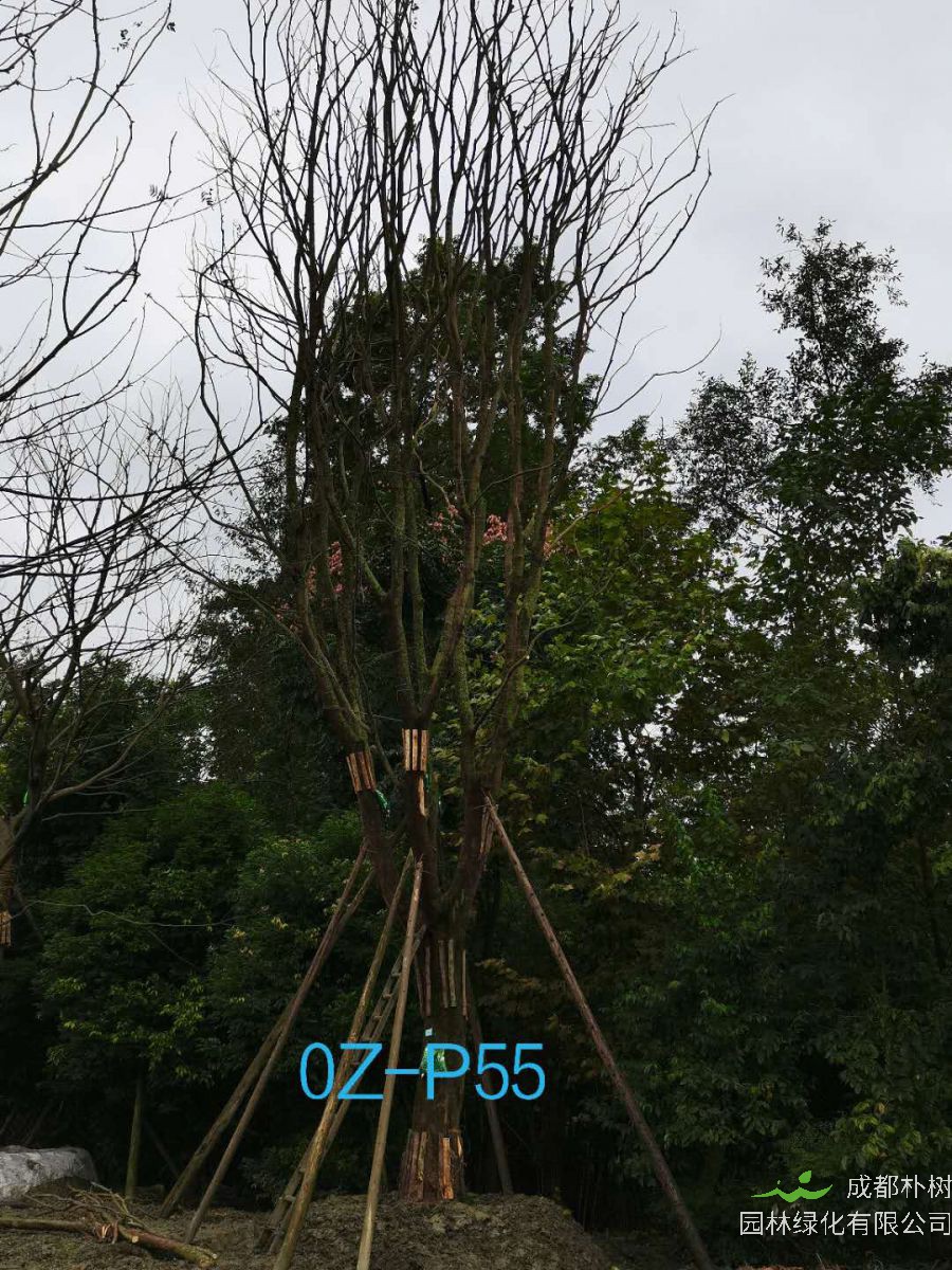 52公分-55公分朴树在成都市市场价格怎么样？