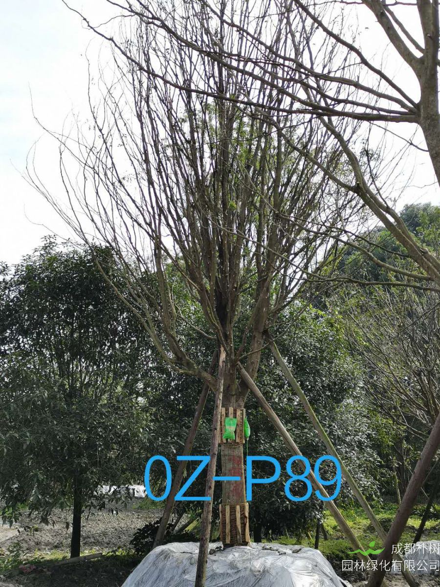 四川省-成都市-21公分-38公分皂角树价格如何？