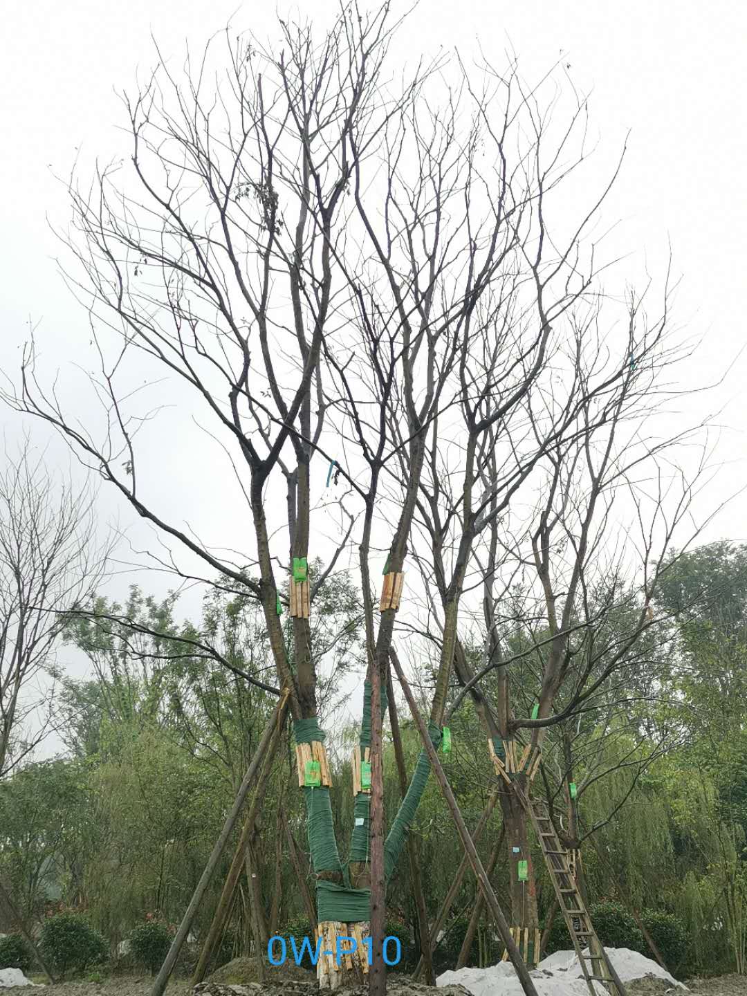 52公分-55公分朴树在成都市市场价格怎么样？