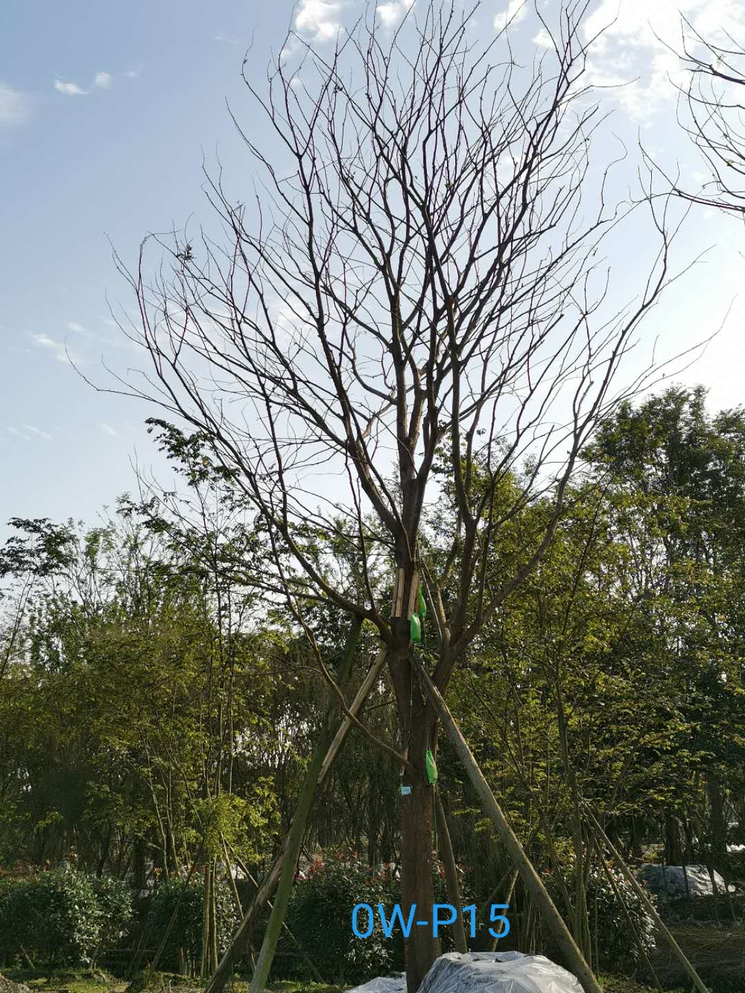 成都市-郫都区20-30公分朴树价格详情-价格趋势