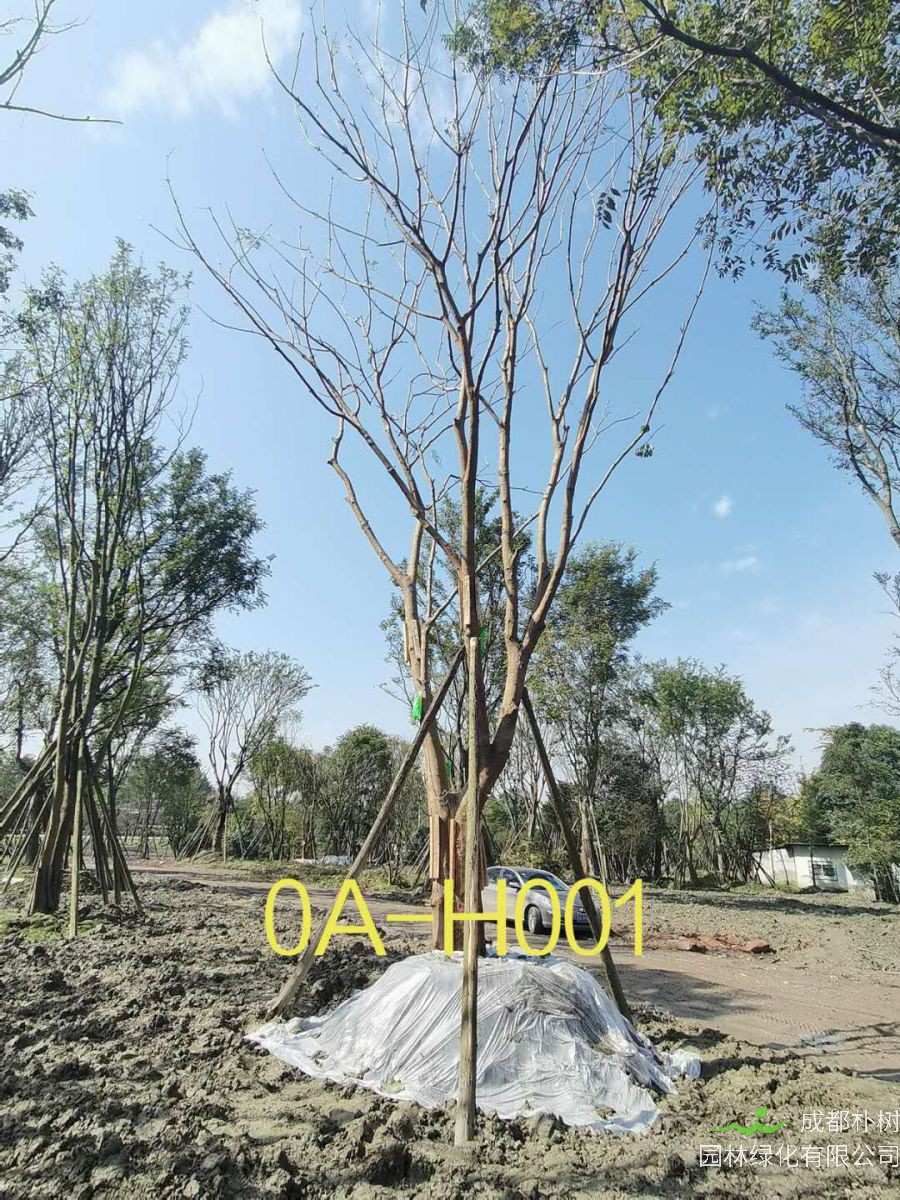 2020年成都市23-43公分黄连木价格趋势-价格详情