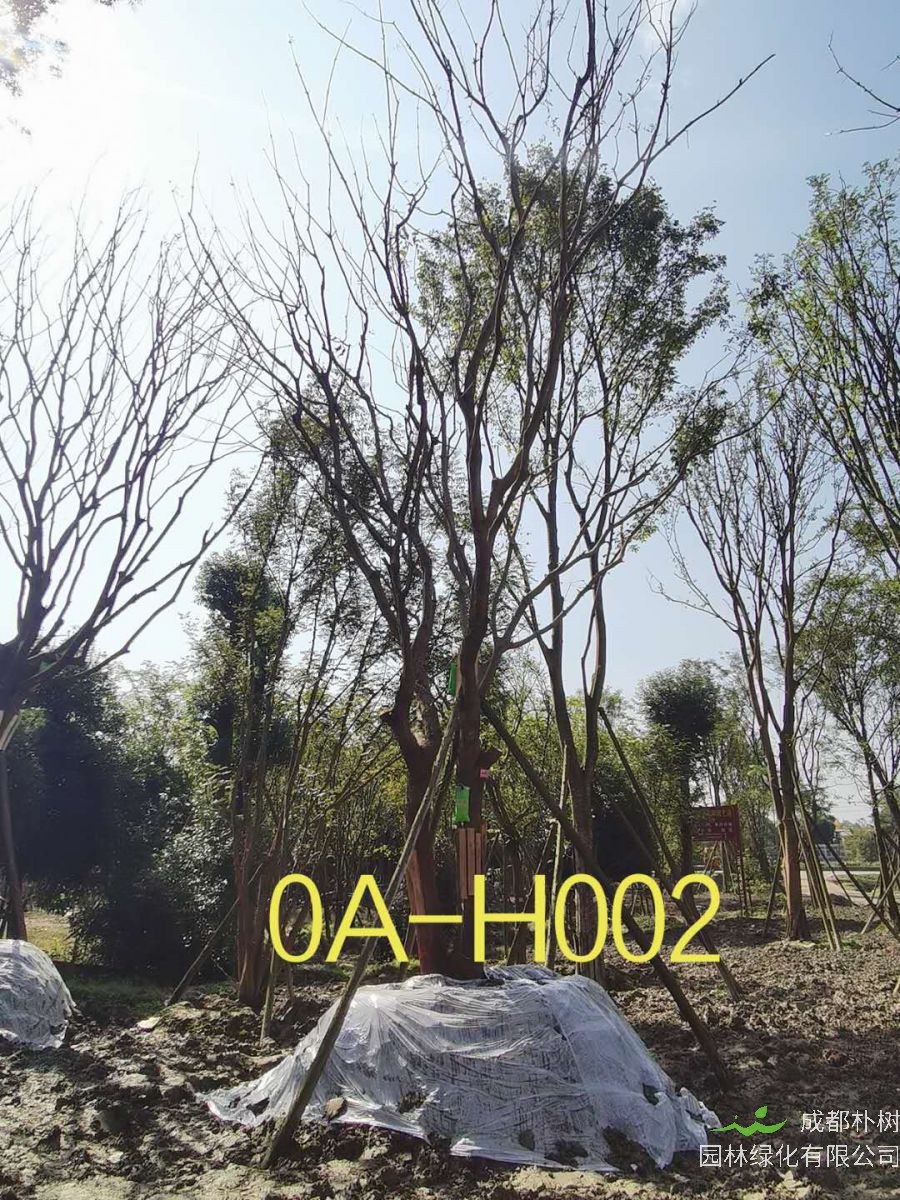 2020年成都市23-43公分黄连木价格趋势-价格详情