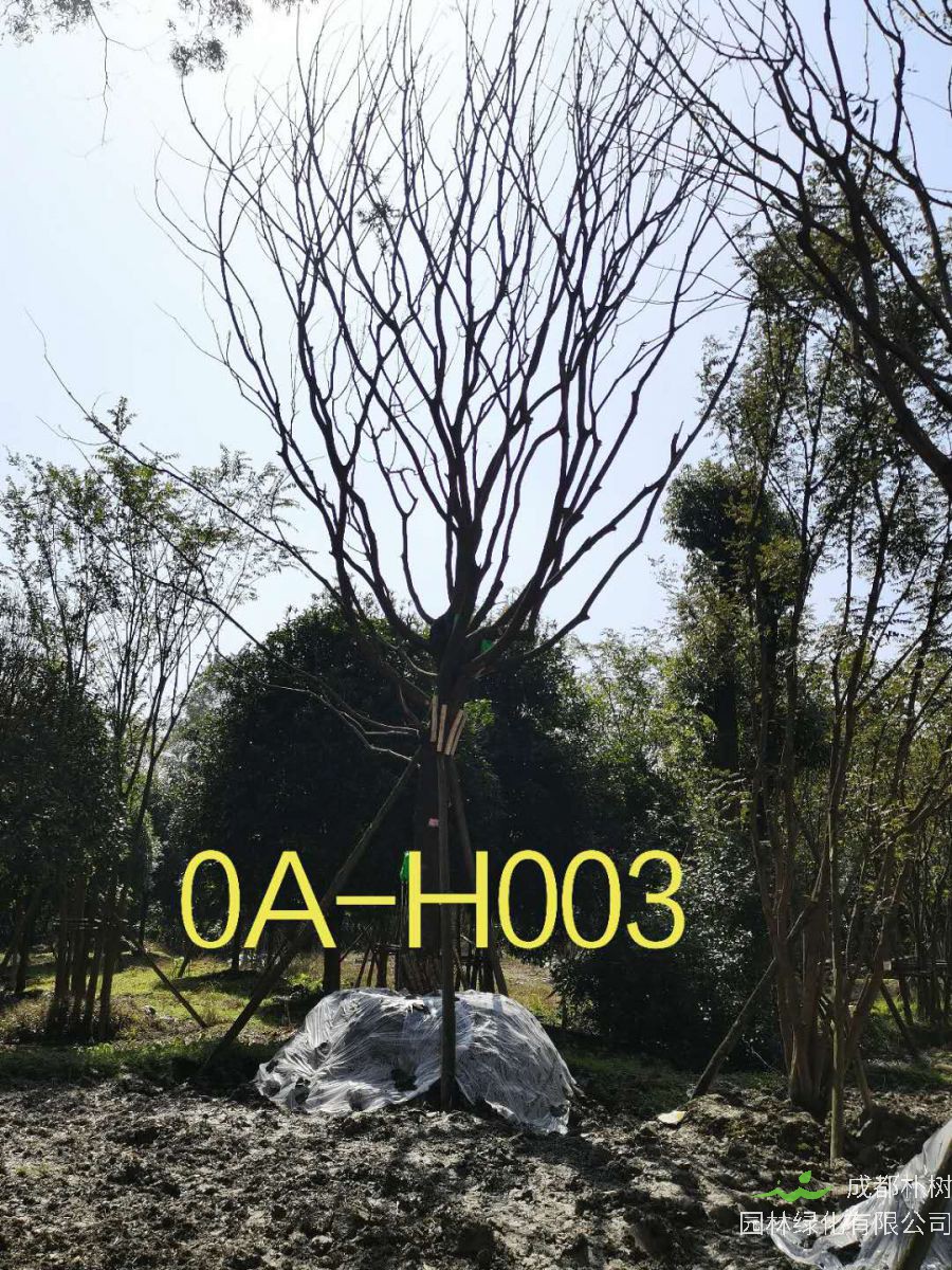 2020年成都市23-43公分黄连木价格趋势-价格详情