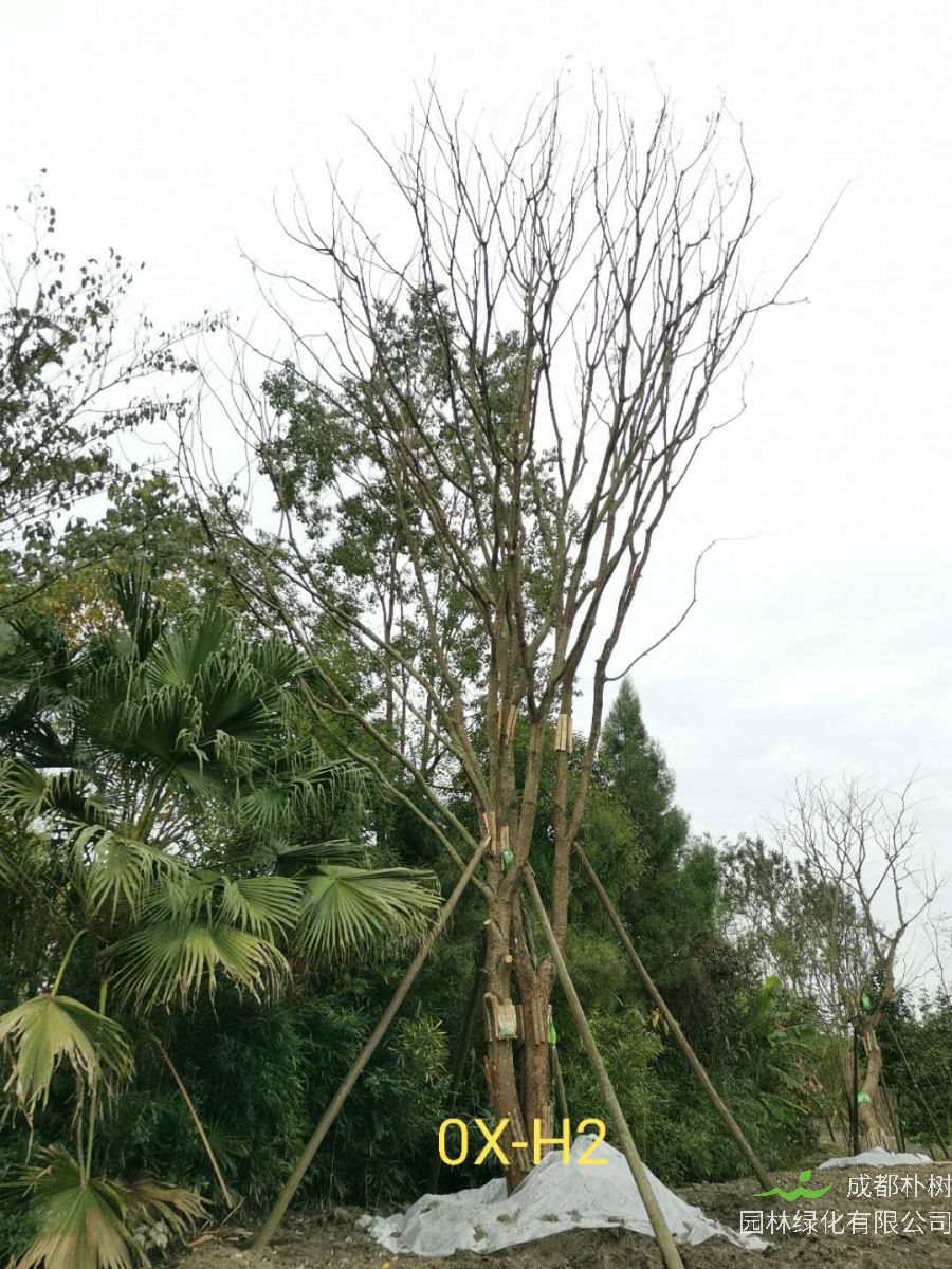 2020年成都市23-43公分黄连木价格趋势-价格详情