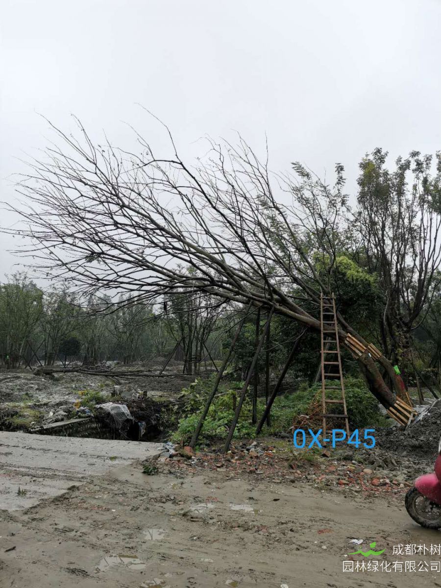 四川省-成都市26-38公分斜飘朴树价格怎么样？