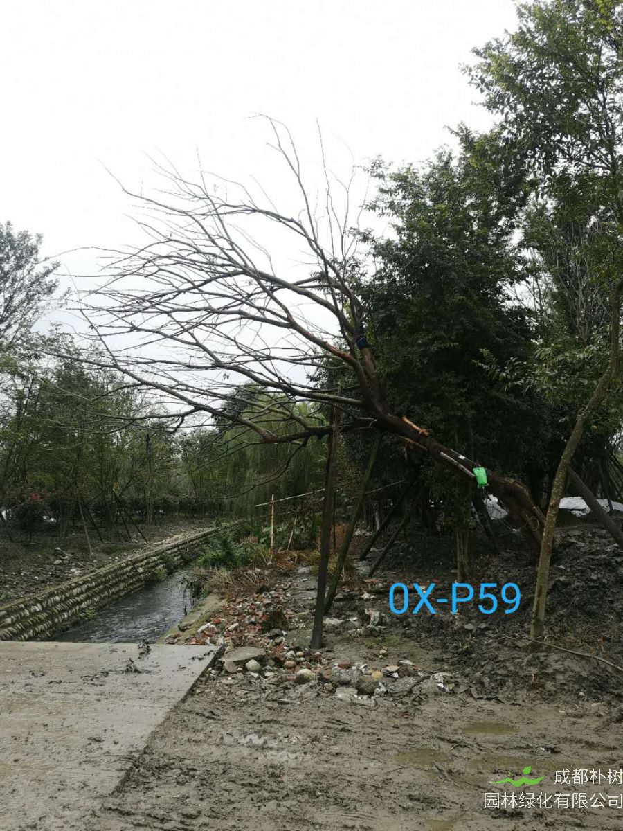 四川省-成都市26-38公分斜飘朴树价格怎么样？