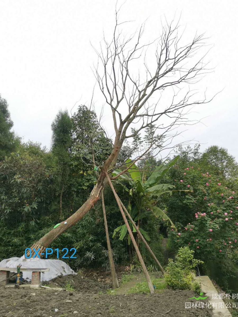 四川省-成都市26-38公分斜飘朴树价格怎么样？