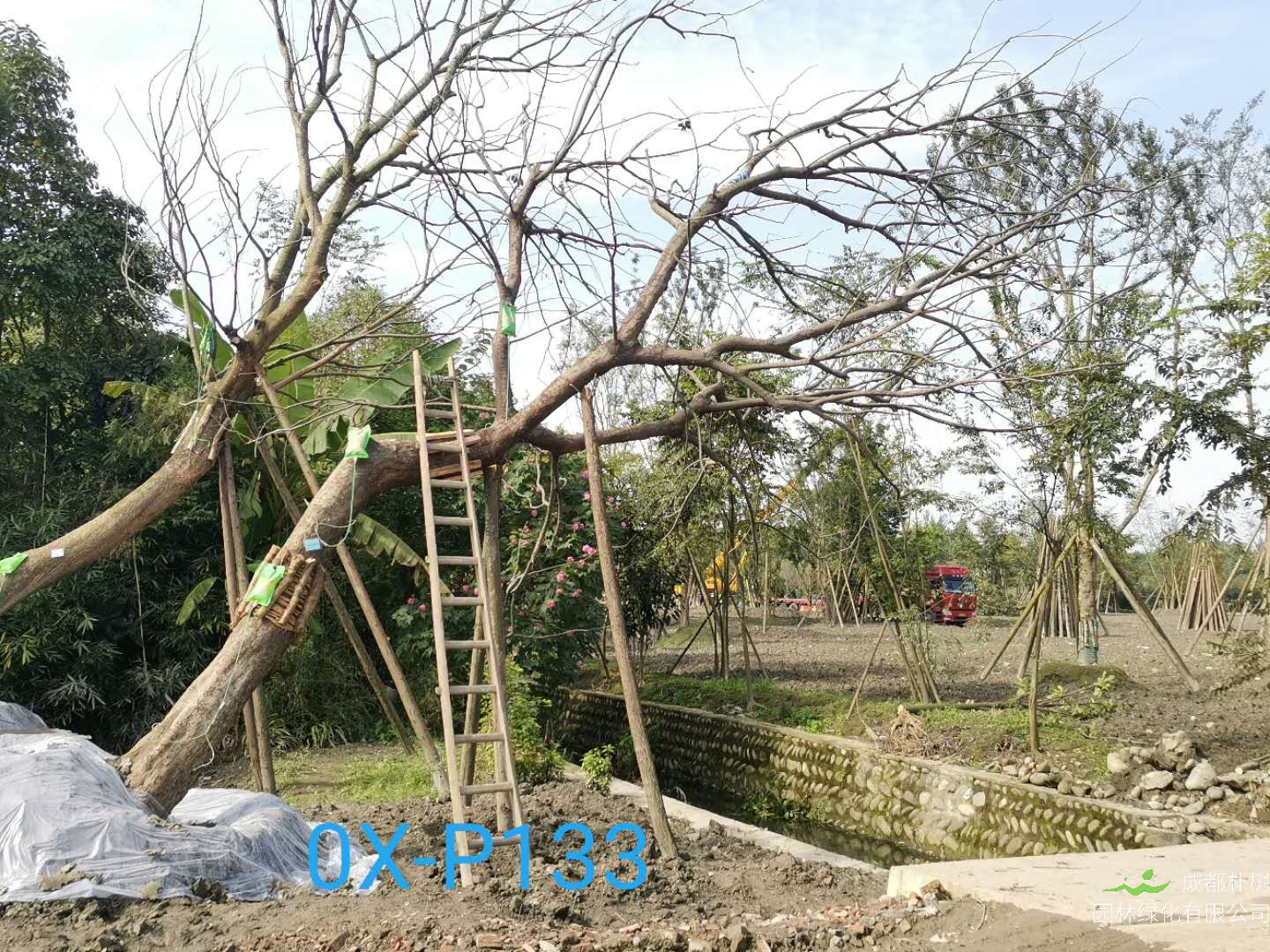 四川省-成都市26-38公分斜飘朴树价格怎么样？