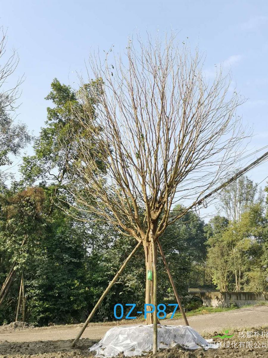 皂角树绿化效果怎么样？