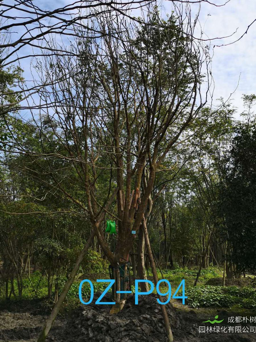 皂角树怎么区分？