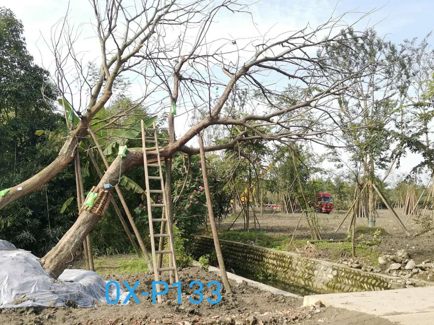 四川省-成都市26-38公分斜飘朴树价格怎么样？