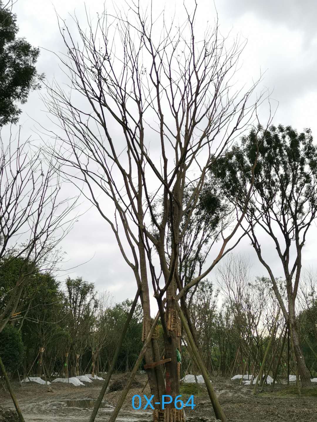2020年-成都市郫都区35-84公分丛生朴树价格