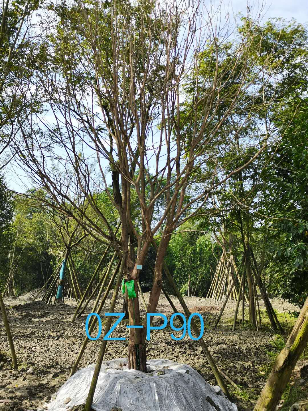 2020年郫都区30公分低分枝皂角树价格如何？