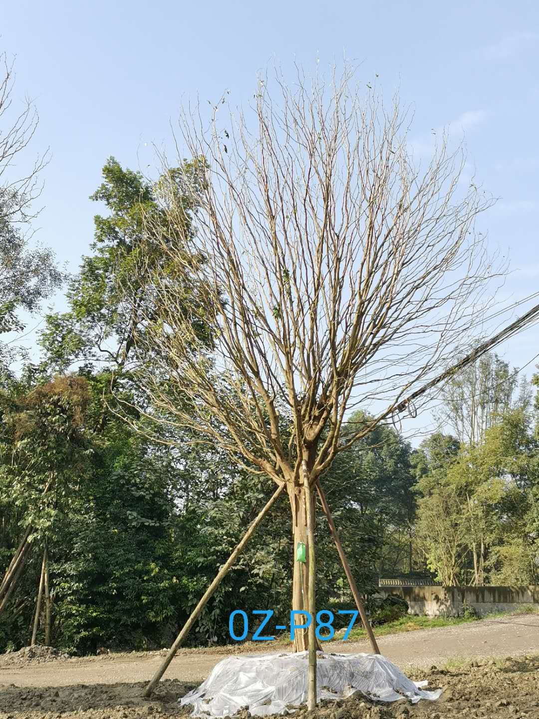 皂角树绿化效果怎么样？