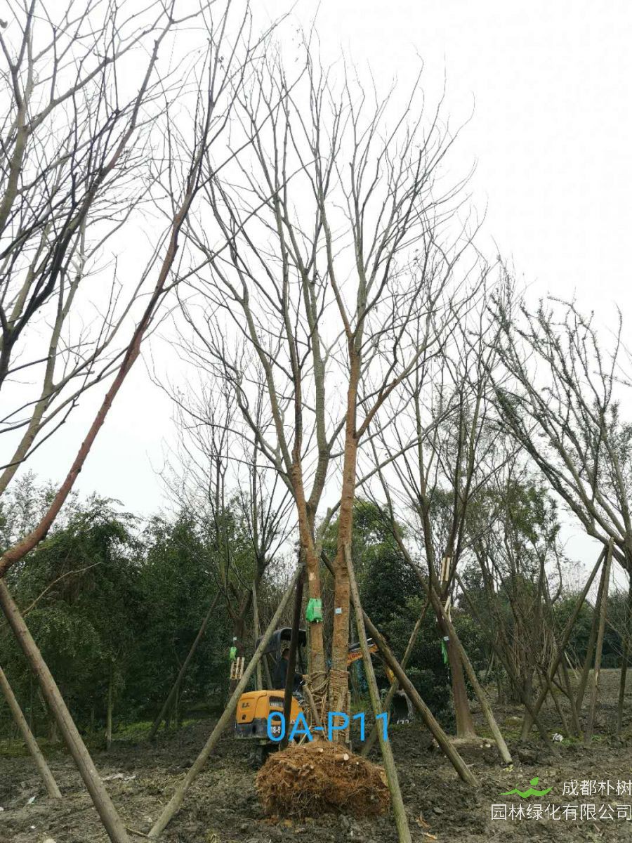 四川省-成都市56-93公分丛生朴树价格详情