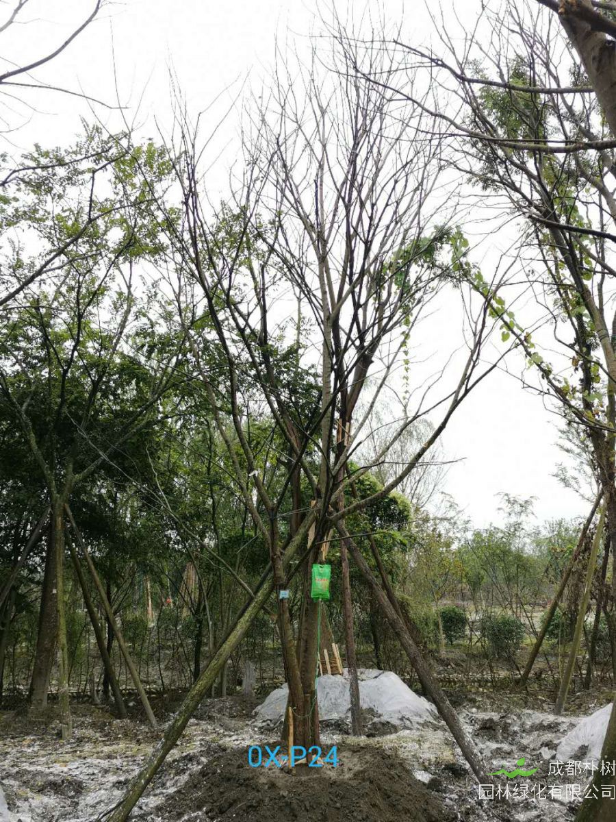 2020年温江区23-50公分朴树价格详情-价格趋势