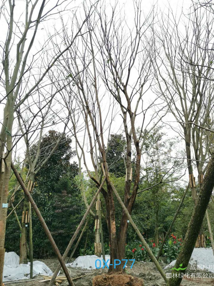 2020年温江区23-50公分朴树价格详情-价格趋势