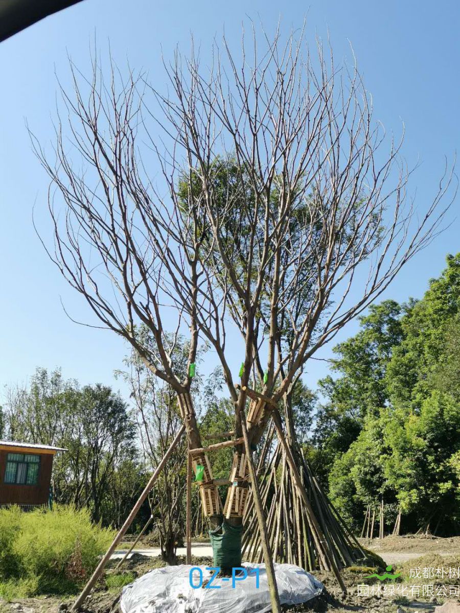 2020年温江区23-50公分朴树价格详情-价格趋势