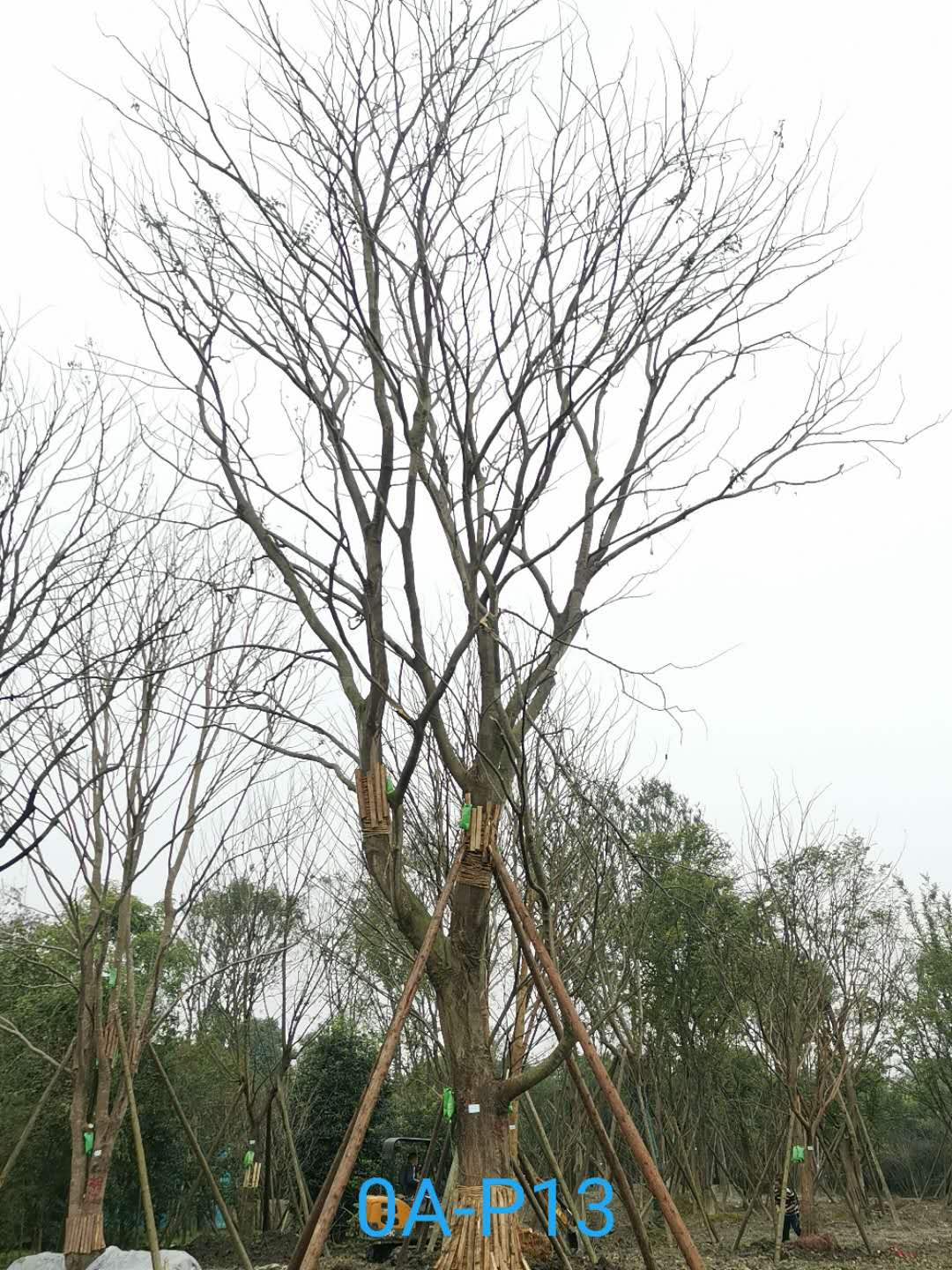 2020年四川省-成都市苗木基地57公分朴树价格详情