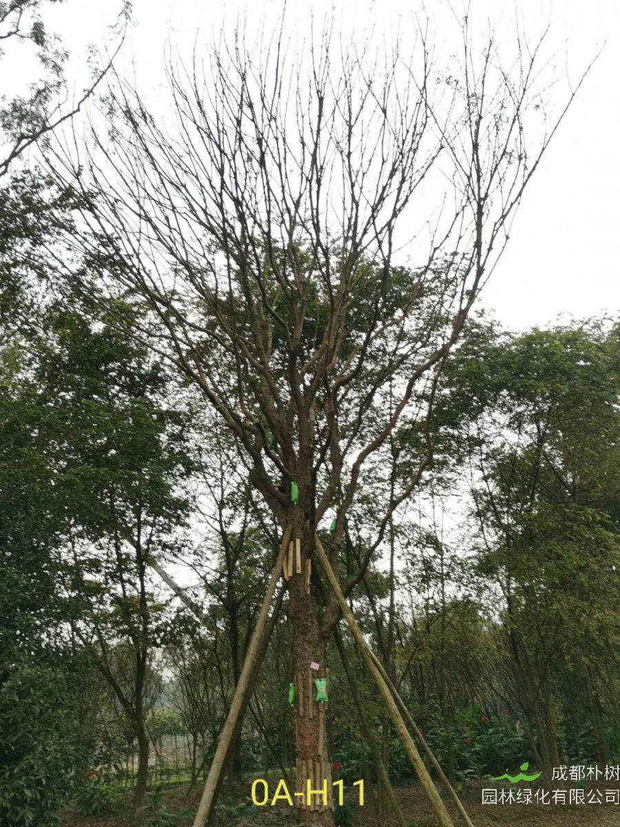 成都市34-38公分黄连木价格怎么样？