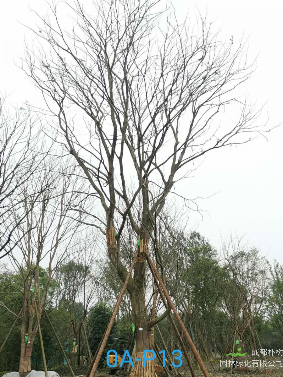 都江堰55-70公分精品朴树价格详情