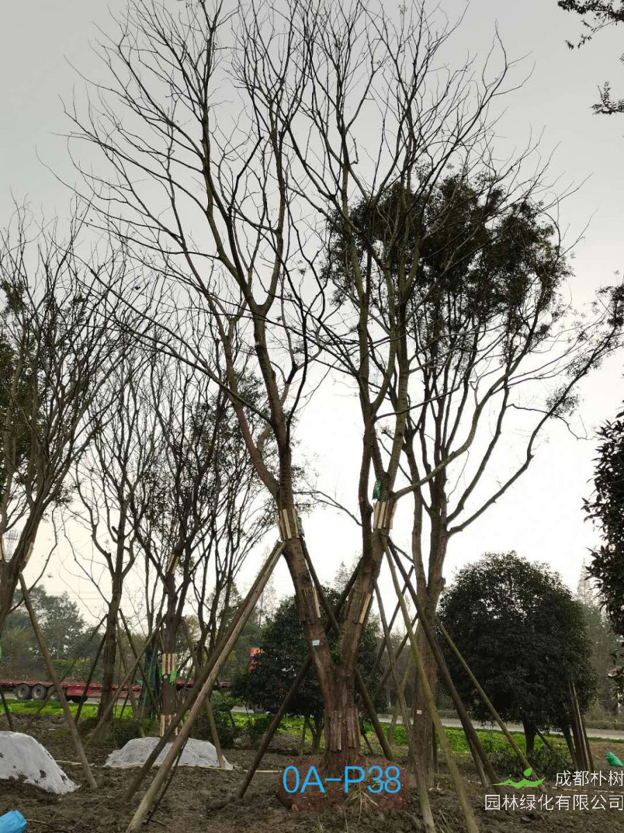 2020年朴树50-52公分价格趋势