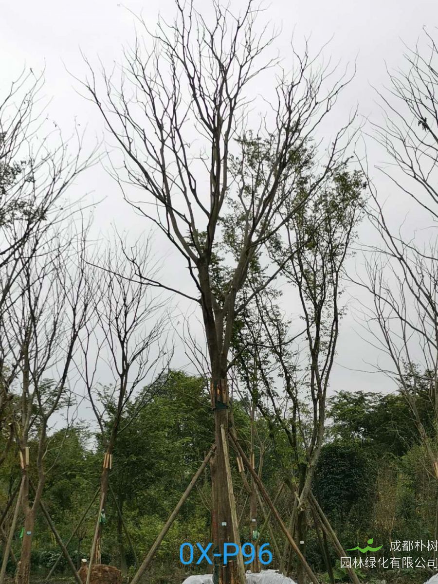 2020年朴树50-52公分价格趋势