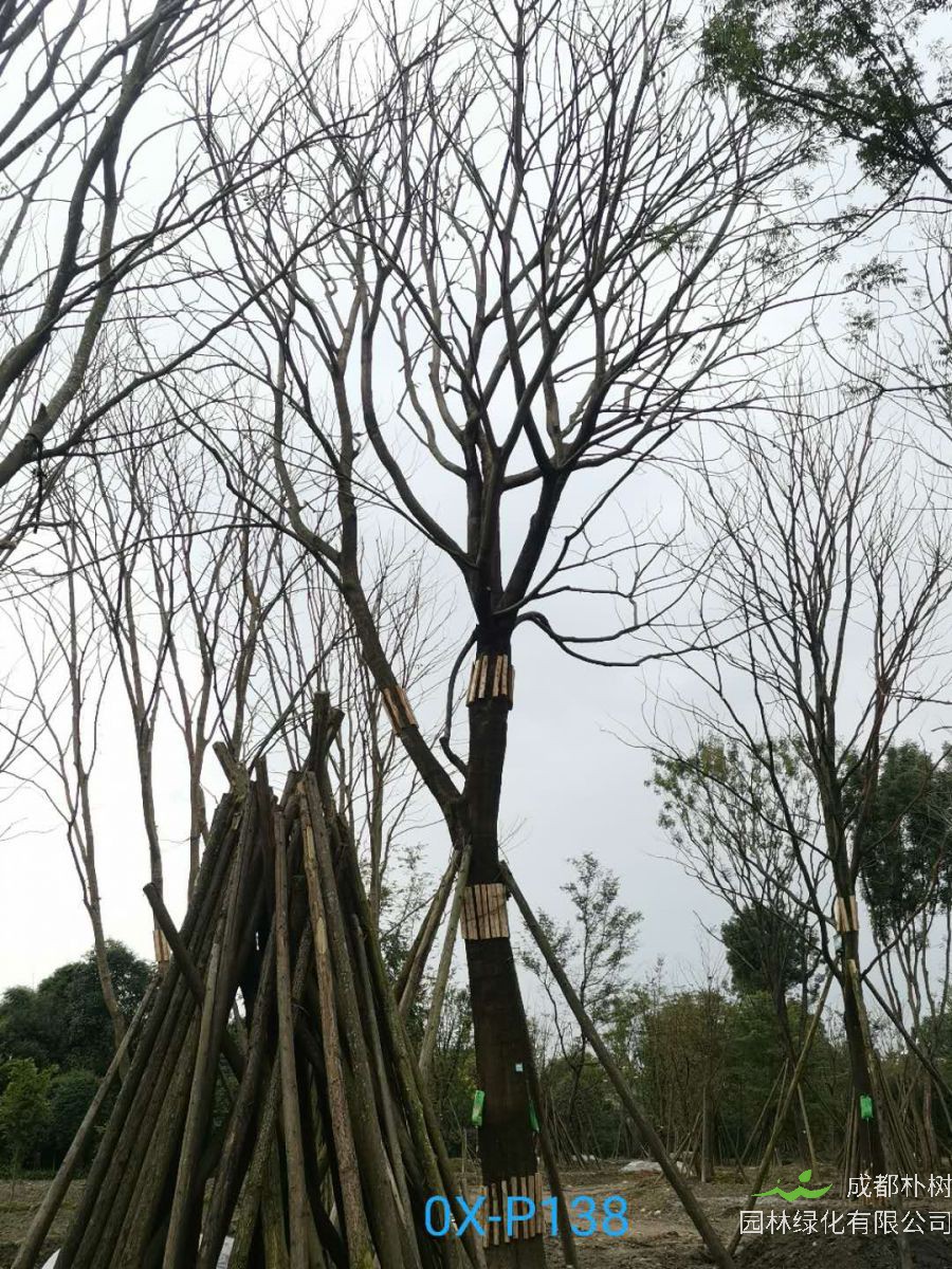 2020年朴树50-52公分价格趋势