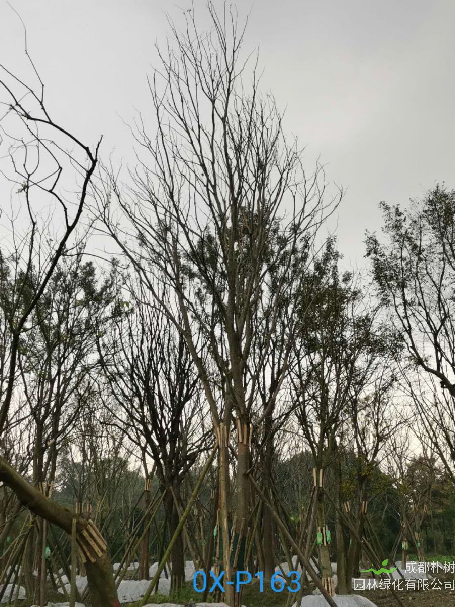  2020年朴树50-52公分价格趋势