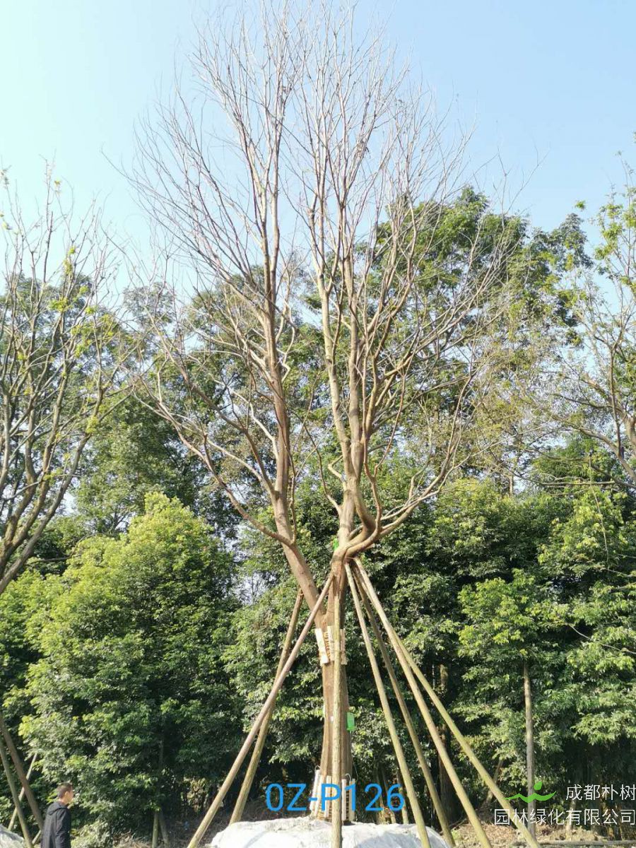 2020年朴树50-52公分价格趋势