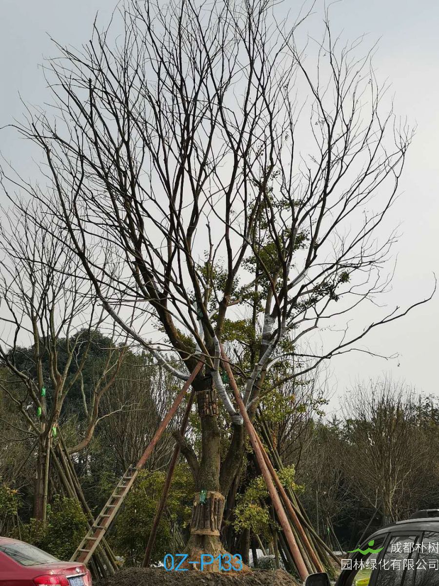 都江堰55-70公分精品朴树价格详情