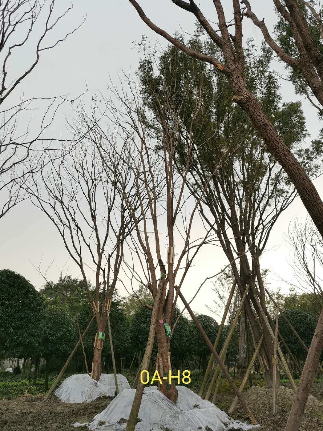 成都市34-38公分黄连木价格怎么样？