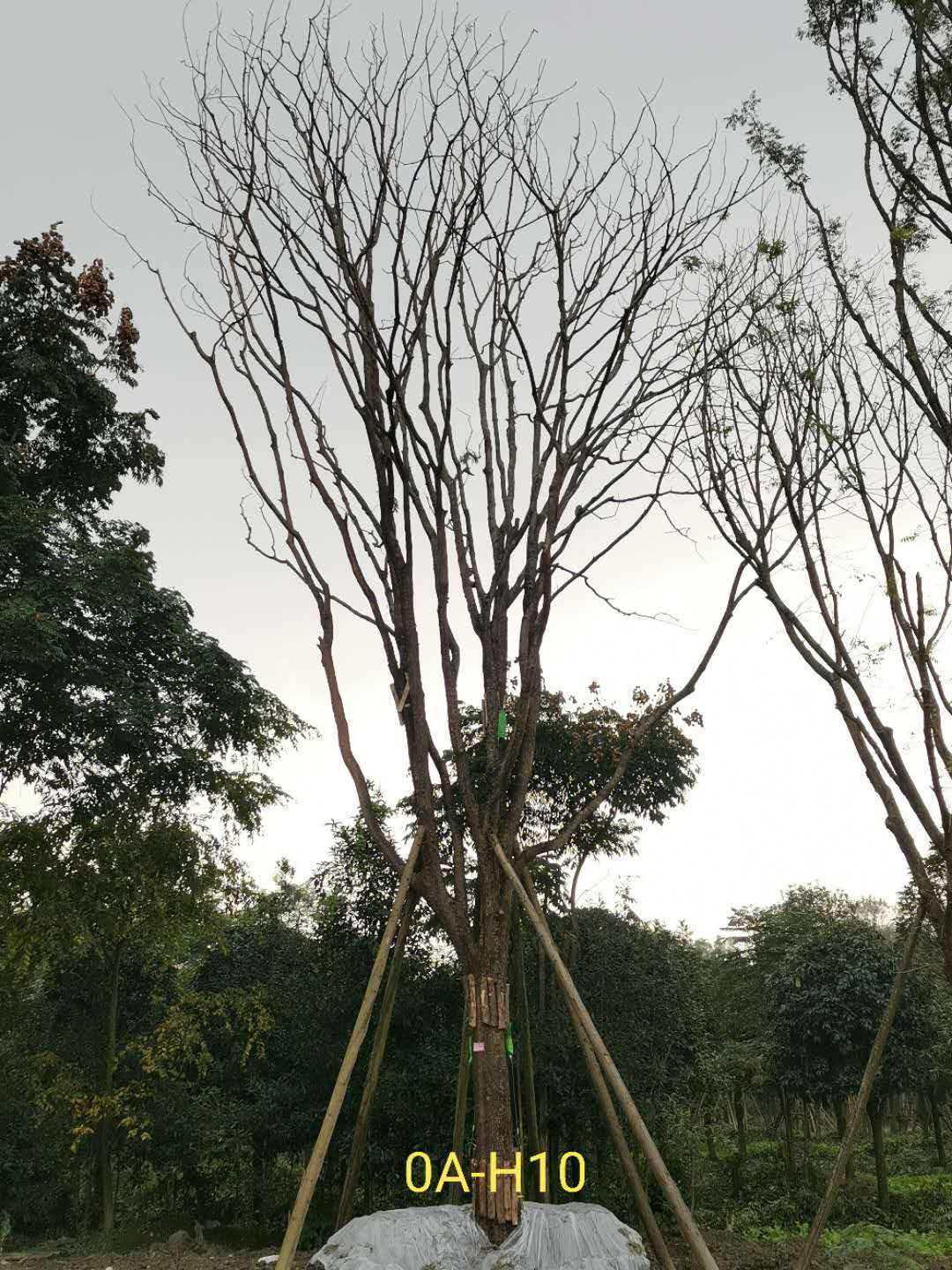 温江区40-42公分精品黄连木价格详情-价格趋势