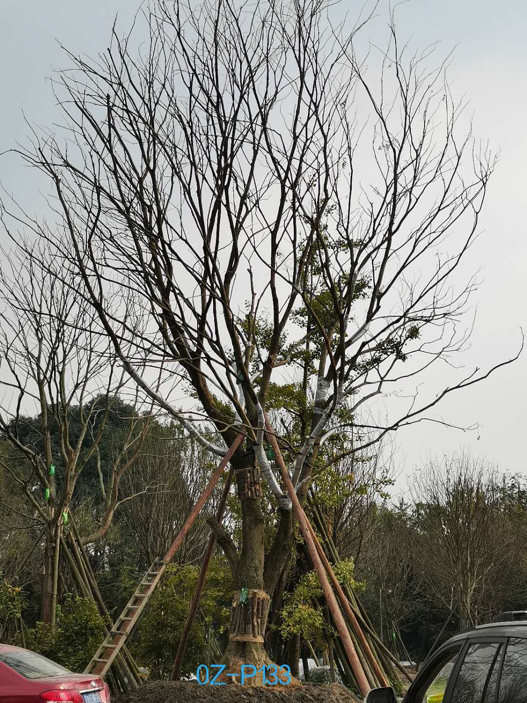 都江堰55-70公分精品朴树价格详情