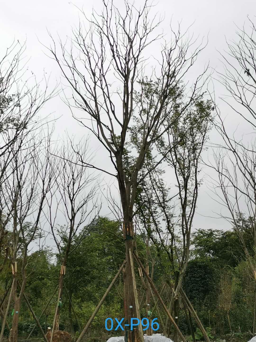 2020年朴树50-52公分价格趋势