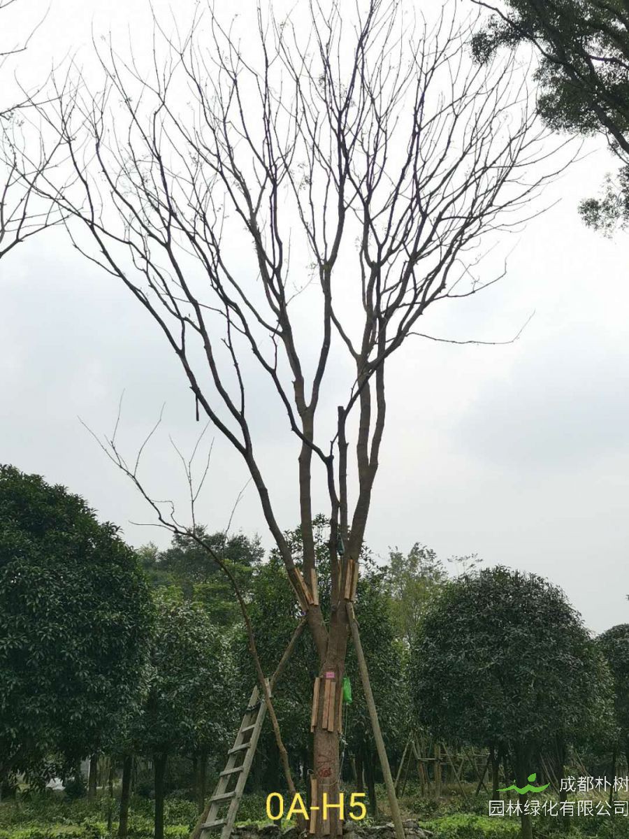 黄连木如何播种？